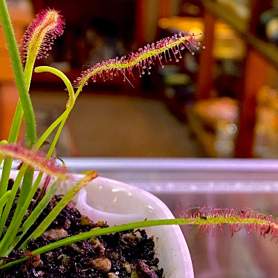 Sundews Droses
