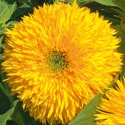 Sunflower, Or Teddy Bear
