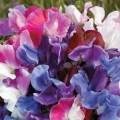 Lathyrus Odoratus (Sweet Pea) 'Knee Hi Mix'