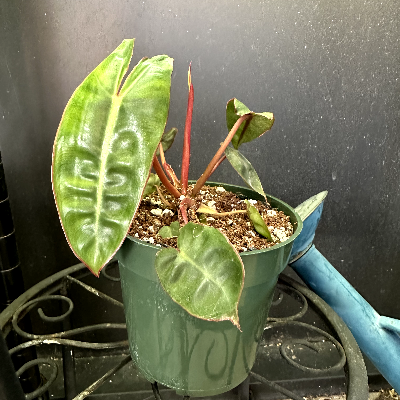 Philodendron Billietiae