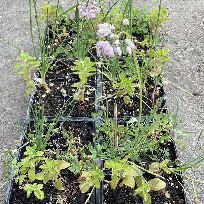 Edible Mixer (Allium Cernuum, Mentha Arvensis, Trifolium Wormskioldii) Large 6-Packs