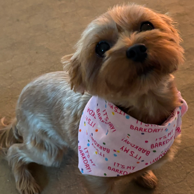 Bandanas (Scrunchie)