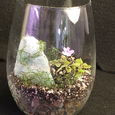 Miniature Plant Terrarium