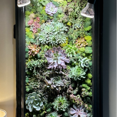 * 39x18" Living Green Wall (Panel) / Vertical Garden