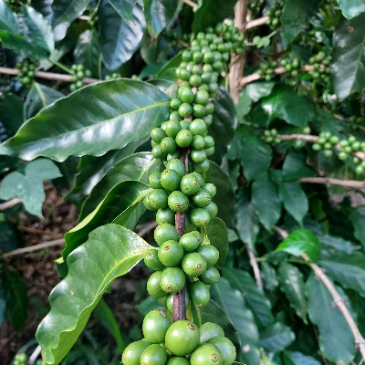 Green (Unroasted) Coffee From Our Farm In Costa Rica