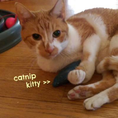 Catnip Kitties / Cat Toys