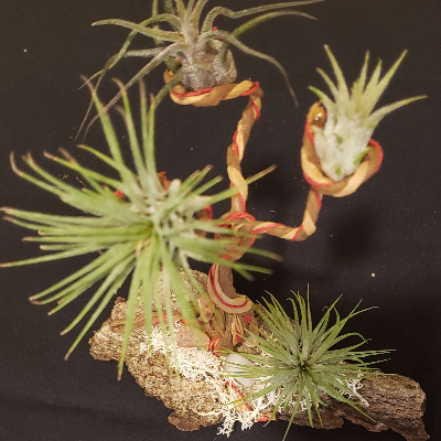 Air Plant 'Tree Of Life' Habitat