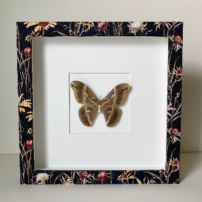 Butterfly Shadow Box Frame