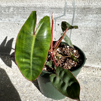 Philodendron Billietiae