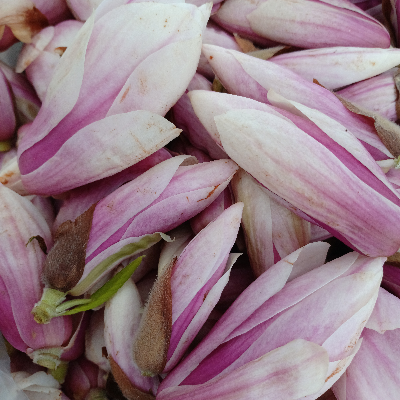 Fresh Edible Wildflowers