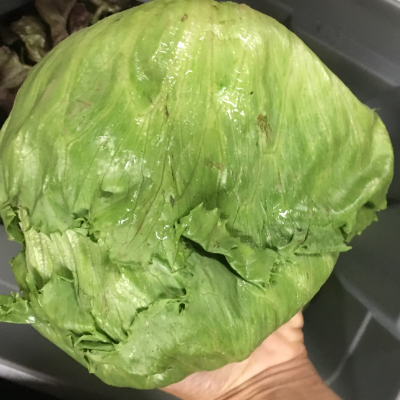 Lettuce- Iceberg