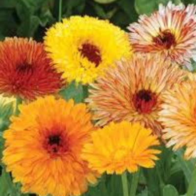 Calendula 'Tall Double Cut Flower Mix'