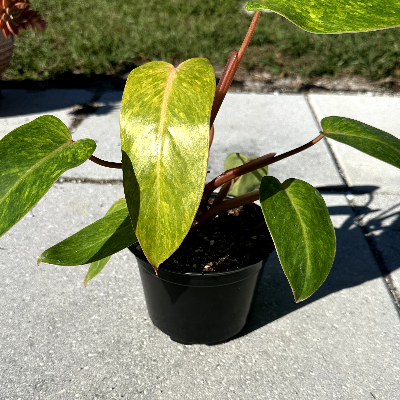 Philodendron Painted Lady