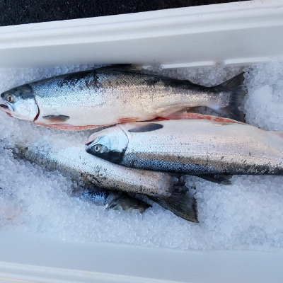 Fresh And Frozen Wild-Caught Columbia River Salmon And Steelhead