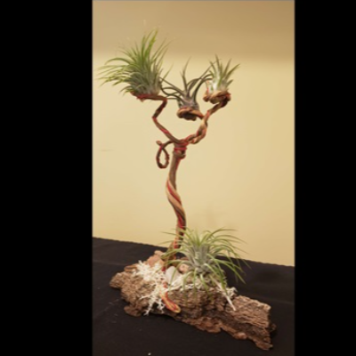 Air Plant 'Tree Of Life' Habitat