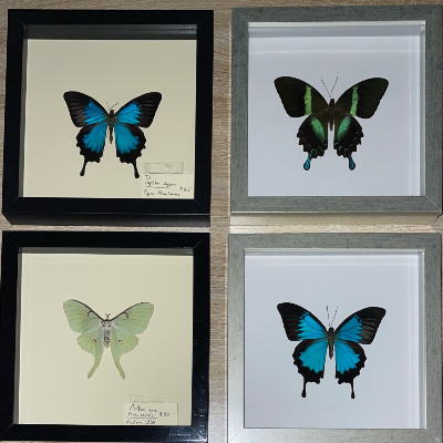 Exotic Butterfly And Other Insect Taxidermy