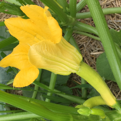 Squash Blossoms