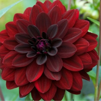 Sprouted Dahlia Tubers