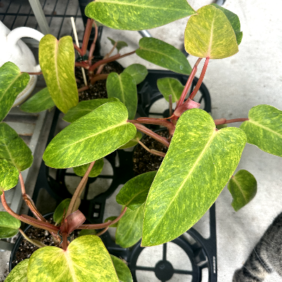 Philodendron Painted Lady