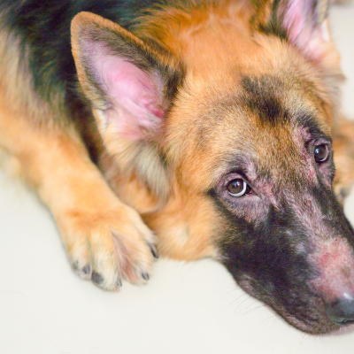 Soothing Pet Balm Skin, Nose & Paw