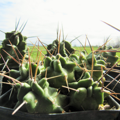 Cold-Hardy Cactus