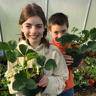 Strawberry Plants