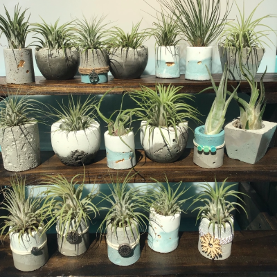 Air Plants And Succulents In Custom Concrete Planters As Well As Miniature Gardens In Vintage Glassware And Other Recycled Finds