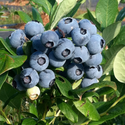 Fresh And Frozen Blueberries