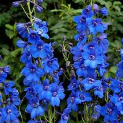 Delphinium Belladonna 'Blue Donna'