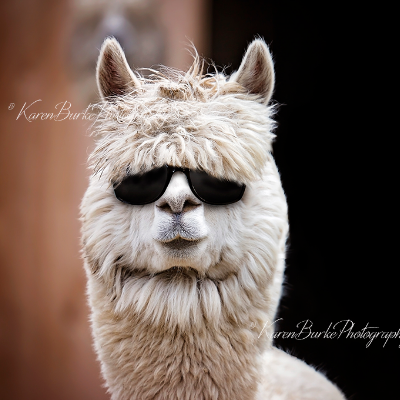Fun Fine Art And Whimsical Animal Art