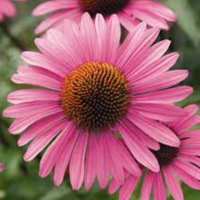 Echinacea Purpurea (Coneflower) 'Primadonna Deep Rose'