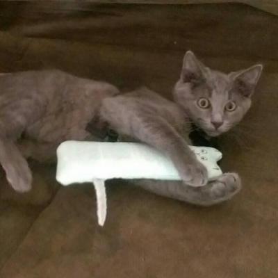Catnip Kitties / Cat Toys