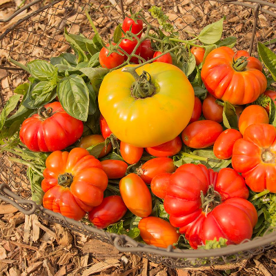 Tomatoes