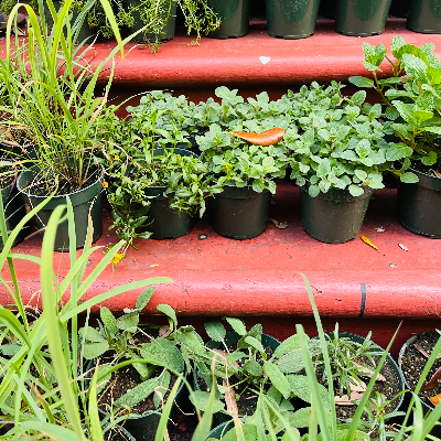 Herbs And Vegetable Starter Plants