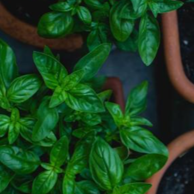 Oregano
