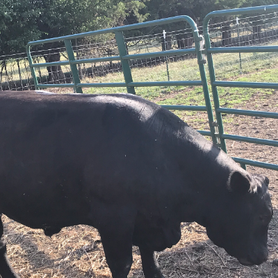 Beef