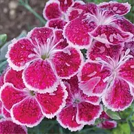Dianthus 'Fire And Ice'