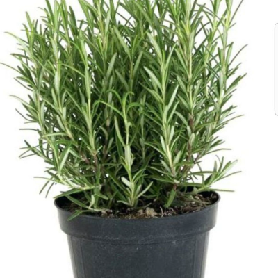 Rosemary Plants