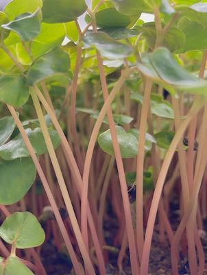 Buckwheat Lettuce