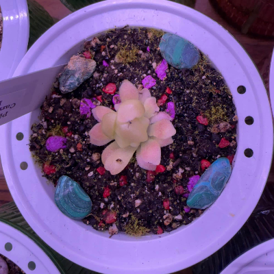 Pinguicula/Butterwort