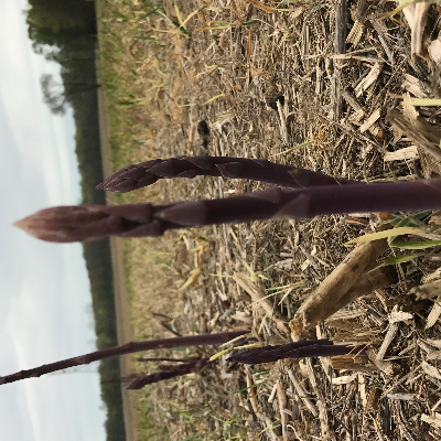 Purple Asparagus