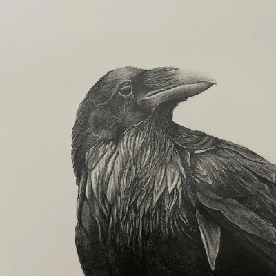 "Black Bird" - Original Drawing