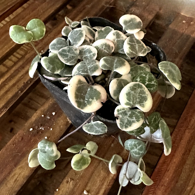 Variegated String Of Hearts