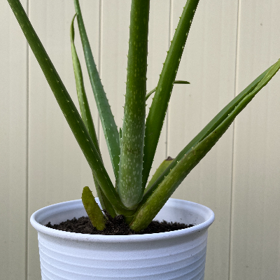 Aloe Vera In White Plastic Pot