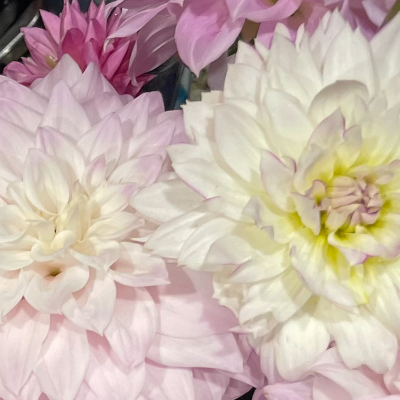 Cut Flowers