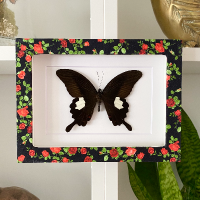 Butterfly Shadow Box Frame