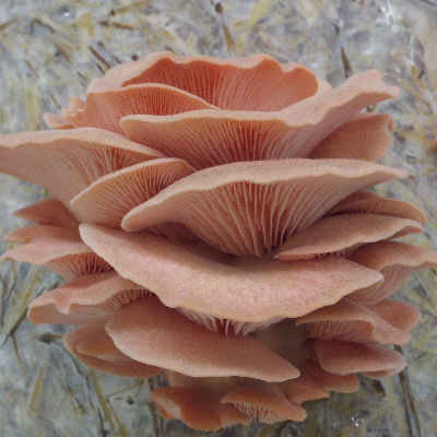 Pink Oyster Mushrooms