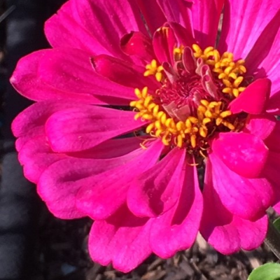 Zinnias
