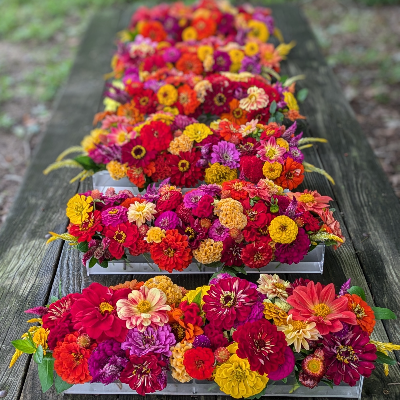 Cut Flower Bouquets & Arrangements