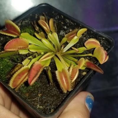 Venus Fly Traps (Carnivorous Plant)